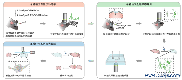 公共初次!我国科学家结束单神经元三模态无缺理解